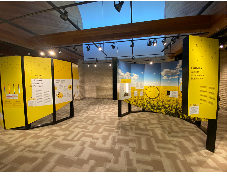 Canola exhibit in gallery space showing multiple panels of the exhibit